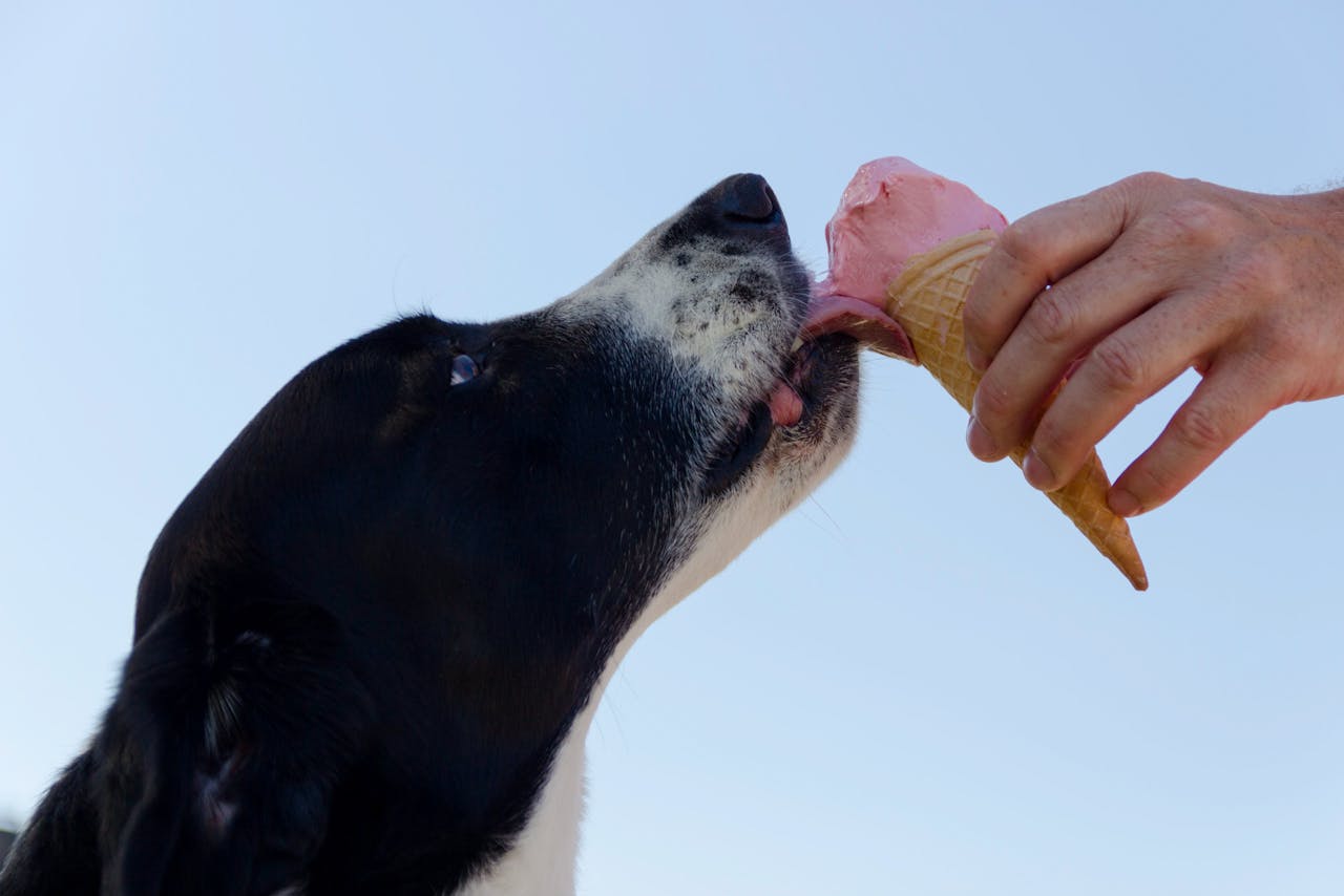 RingoBlog: 10 Alimentos Que Tu Perro NUNCA Debería Comer