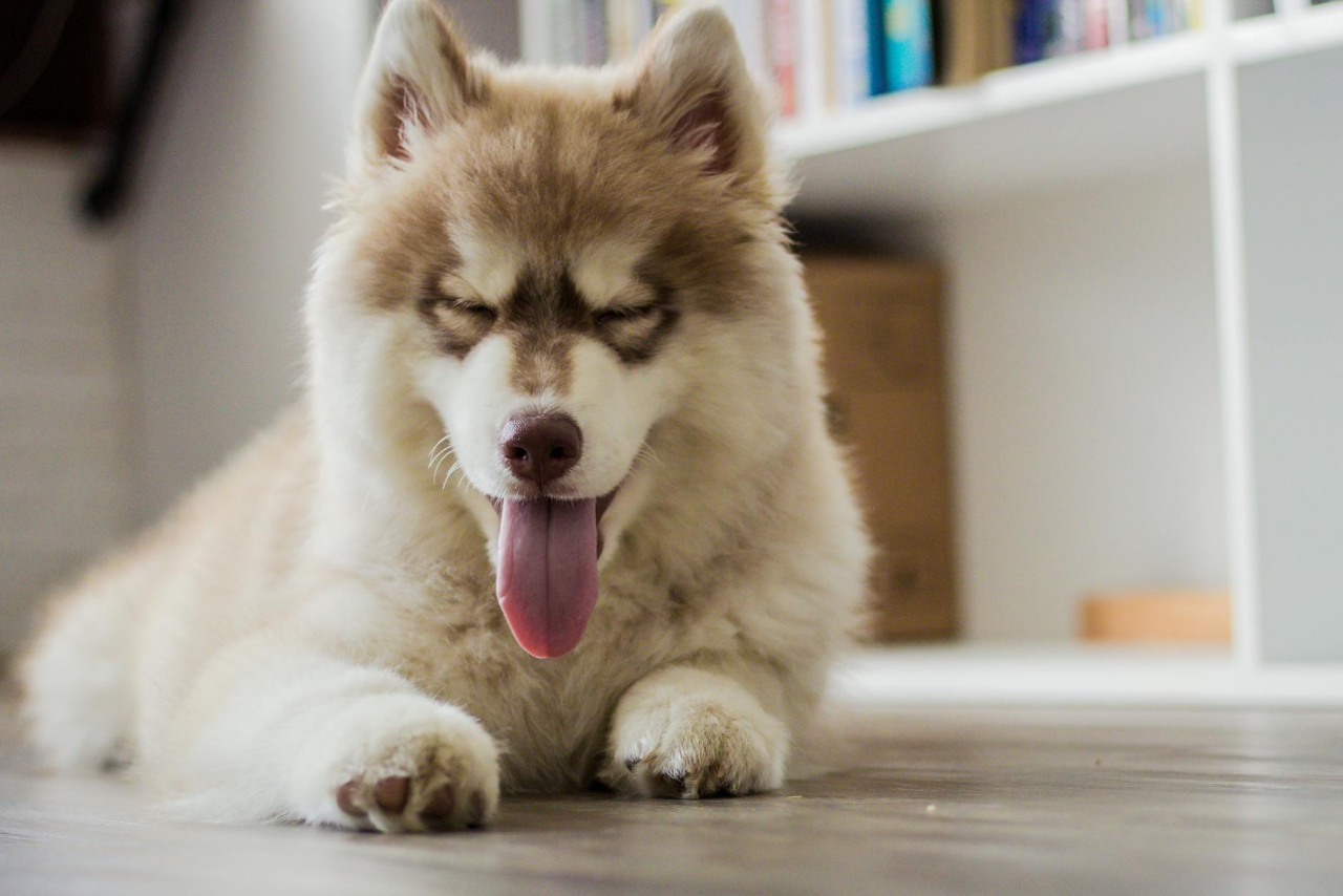 RingoBlog: Cómo Detectar y Tratar la Ansiedad en Mascotas